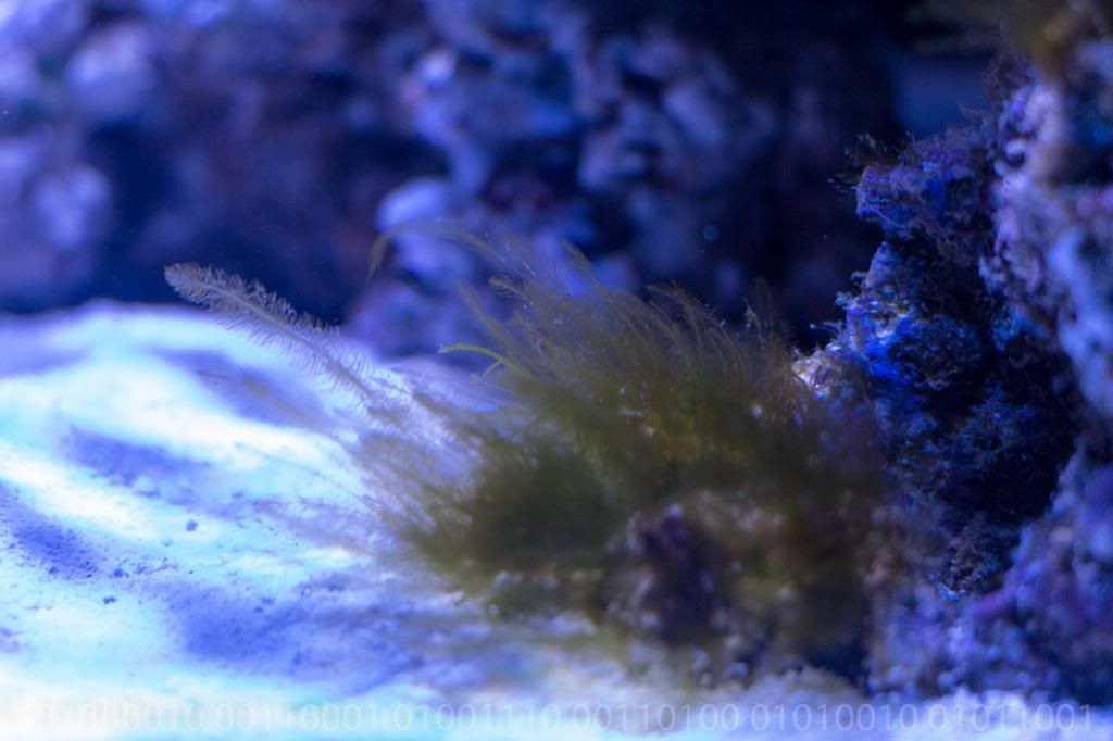 Bryopsis Algae Control. 3reef Aquarium Forums
